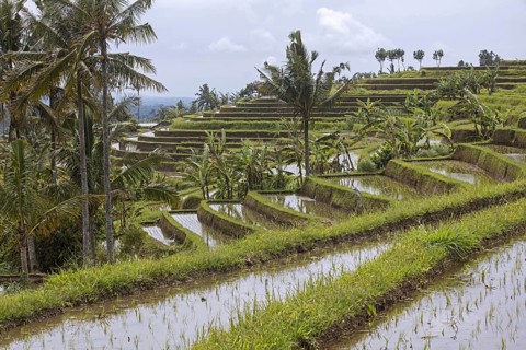 Jatiluwih terraced paddy fields, rice terraces in the highlands of West Bali, Indonesia, Asia