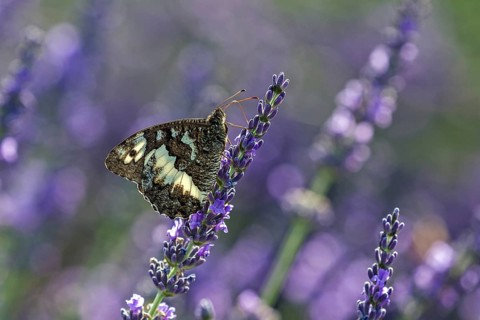 Great banded grayling (Brintesia circe), sitting on lavender flower, Provence, France, Europe