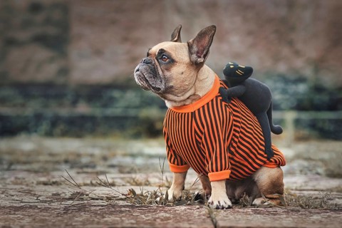 Funny dog Halloween costume showing a French Bulldog with a spooky black cat riding on its back