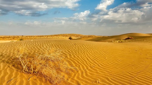 Panorama of dunes of Thar Desert. Sam Sand dunes, Rajasthan, India, Asia
