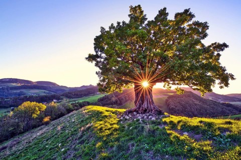 Oak tree (Quercus) with sun star at sunset, Swiss Jura Mountains, Canton Basel-Landschaft,