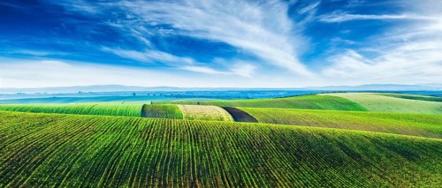 Panorama of Moravian rolling landscape with lines of sprouts. Moravia, Czech Republic, Europe