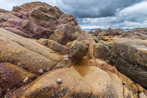 Rocks covered with shells on the Atlantic coast. Sables d'Olonne, Vendee France