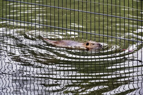 European beaver (Castor fiber) swimming in pond, grid reflected, captive, Olderdissen Zoo,
