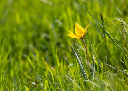 Wild tulip (Tulipa sylvestris) in flower, Saxony, Germany, Europe