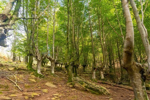 Hayedo on the trail up Mount Adarra in the town of Urnieta near San Sebastian, Gipuzkoa. Basque