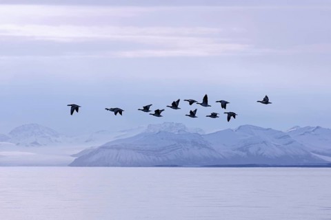 Barnacle geese (Branta leucopsis) flock flying over Billefjorden in summer, Svalbard, Spitsbergen,