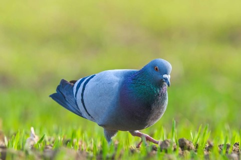 Domestic Pigeon (Columba livia domestica), Upper Austria, Austria, Europe
