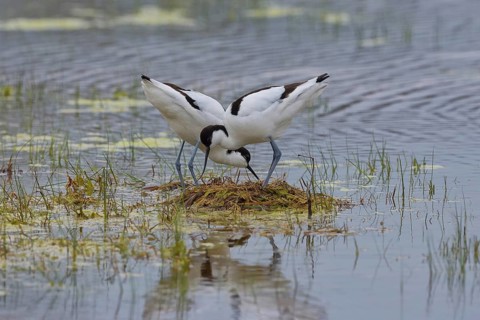 Black-capped avocet (Recurvirostra avosetta), animal couple at the nest in the water, Lake Neusiedl