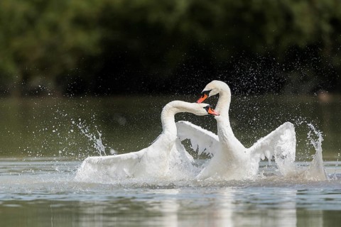 Mute swans (Cygnus olor), fighting in the water, Upper Austria, Austria, Europe