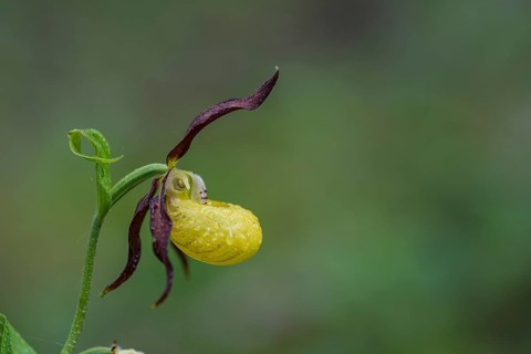 Yellow lady's slipper orchid (Cypripedium calceolus), Kalkalpen National Park, Upper Austria,