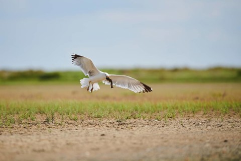 Yellow-legged gull (Larus michahellis) wildlife, landing on the ground with a hunted fish, France,