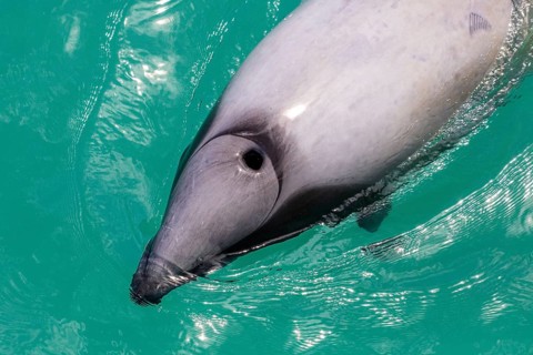 Hector-Delphin (Cephalorhychus hectori), Bootsfahrt, Akaroa, Banks-Halbinsel, Canterbury,