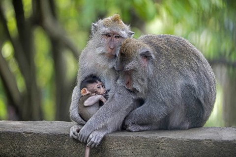 Crab-eating macaques (Macaca fascicularis) Balinese long-tailed macaque in the Ubud Sacred Monkey