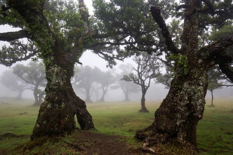 Laurel trees overgrown with moss and plants in the mist, old laurel forest (Laurisilva), stinkwood