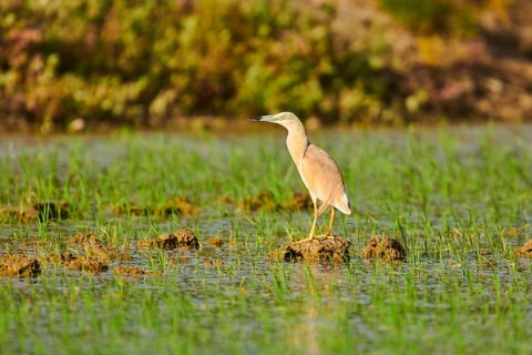 Squacco heron (Ardeola ralloides) in a paddy field, hunting, ebro delta, Catalonia, Spain, Europe