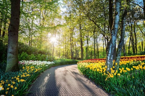 Path in Keukenhof flower garden with blooming tulip flowerbed, one of the world's largest flower