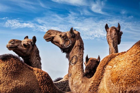 Camels at Pushkar Mela (Pushkar Camel Fair) against blue sky. Pushkar, Rajasthan, India, Asia