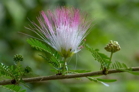 Flower of the bastard tamarind (Albizia julibrissin), Zimbabwe, Africa