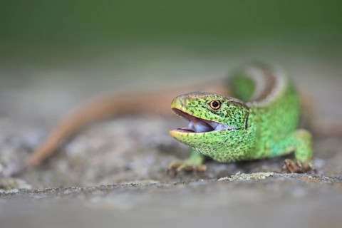 Sand lizard (Lacerta agilis), male, threatening with open mouth, Isental, Bavaria, Germany, Europe
