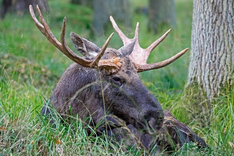 Elk (Alces alces) sits in the grass, bull, captive