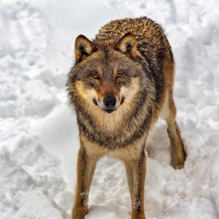 Curious gray wolf (Canis lupus), portrait in the snow, in the game reserve, view from above,