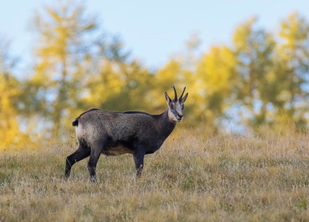 Chamois (Rupicapra rupicapra), Hochschwab, Styria, Austria, Europe