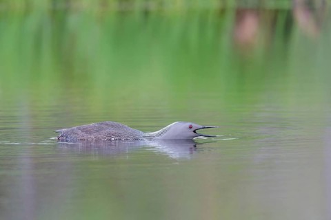 Red-throated diver (Gavia stellata) in the water, threatening gesture, Central Sweden, Sweden,