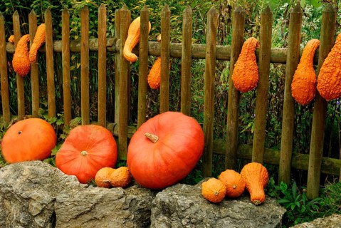 Pumpkins (Cucurbita) on garden fence, pumpkin, ornamental pumpkin,ornamental