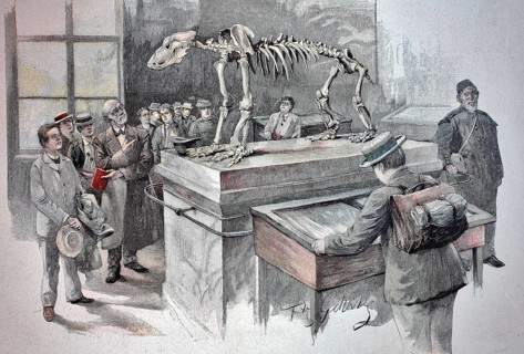 The skeleton of the cave bear in the cave museum of Rübeland, a locality of the town of Oberharz am