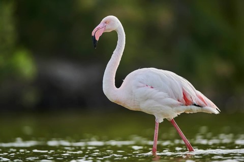 Greater Flamingo (Phoenicopterus roseus) walking in the water, Parc Naturel Regional de Camargue,