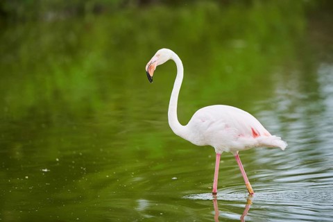 Greater Flamingo (Phoenicopterus roseus) walking in the water, Parc Naturel Regional de Camargue,