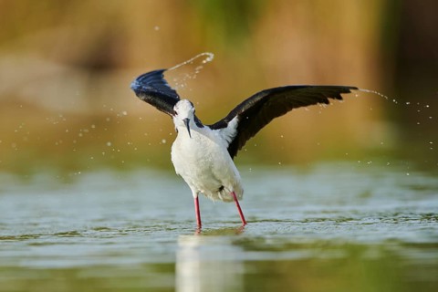 Black-winged stilt (Himantopus himantopus) standing in the water cleaning ists feathers, Camargue,