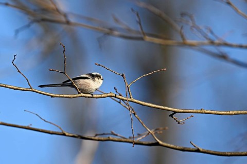 Long-tailed Tit (Aegithalos caudatus), sitting on a branch, Switzerland, Europe