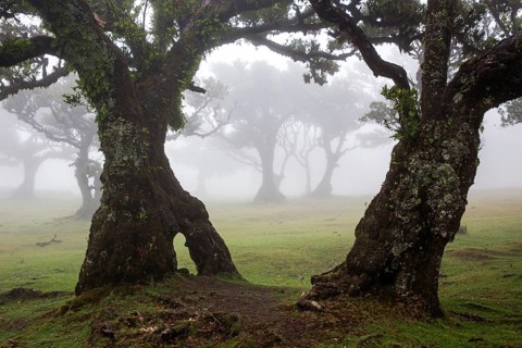 Laurel trees overgrown with moss and plants in the mist, old laurel forest (Laurisilva), stinkwood