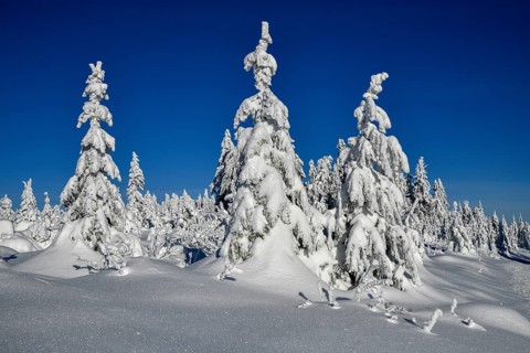 Snowy winter landscape near the Vogelskopf, near Baiersbronn, county Freudenstadt, Black Forest,