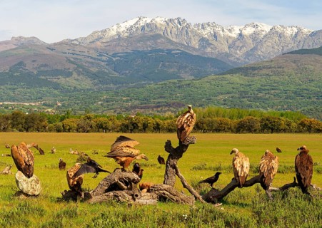 Griffon Vulture (Gyps fulvus), and Black Vulture (Aegypius monaschus) and Common Raven at