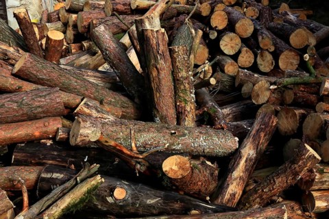 Firewood, logs, sawn into metre pieces