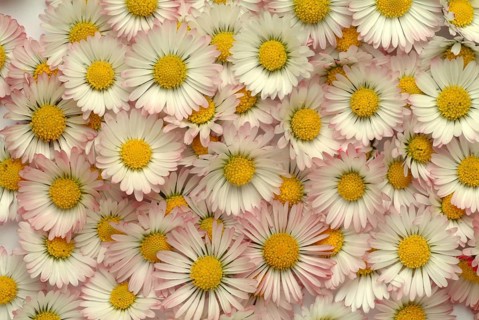 Common daisy (Bellis perennis), medicinal plant, naturopathy classifies the daisy among other