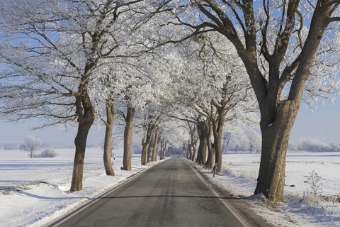 Small-leaved lime, little-leaf linden (Tilia cordata) trees bordering country road on snow covered