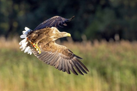 Flying white-tailed eagle (Haliaeetus albicilla) catches a rudd (Scardinius erythrophtalmus),
