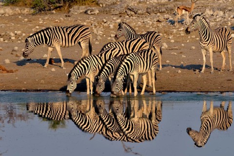 Burchell's Zebras (Equus quagga burchelli) drinking at the waterhole Chudop, Etosha National Park,
