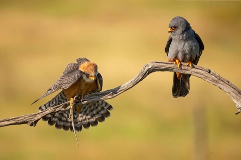 Red-footed falcon (Falco vesperetinus) Male handing over a captured lizard to female, Hungary,