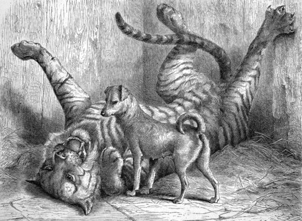 A small dog plays with a young tiger with whom he grew up together, in the zoo of Cologne, 1869,