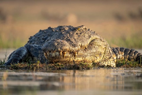 Nile crocodile (Crocodylus niloticus) portrait from front resting in water. Low angle image of the