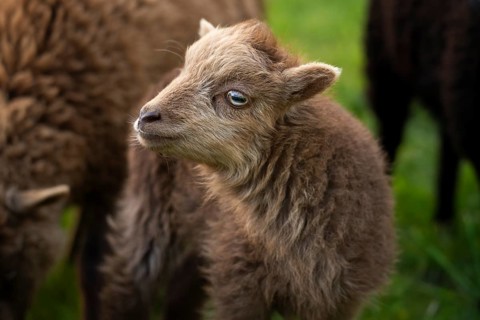 Brown lamb, portrait, Ouessant sheep (Breton dwarf sheep), grazing. Germany