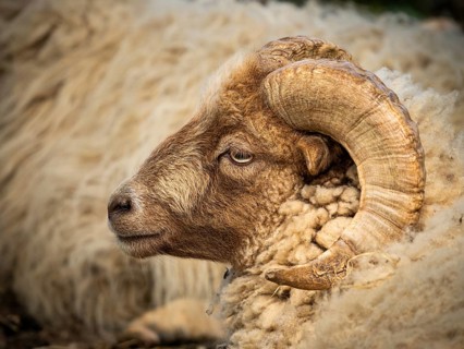 Sheep ram with horns, portrait, Ouessant sheep (Breton dwarf sheep), grazing. Germany