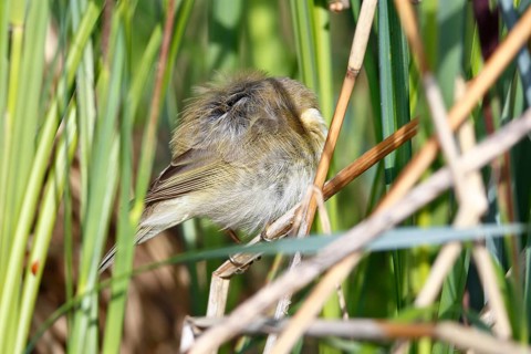 Chiffchaff or willow warbler (Phylloscopus collybita), sleeping animal in the biotope,