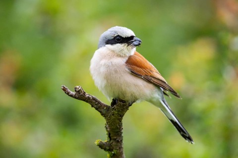 Red-backed shrike (Lanius collurio) ml Germany
