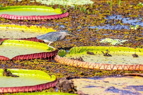 Mongrove Heron (Butorides striatus) Pantanal Brazil